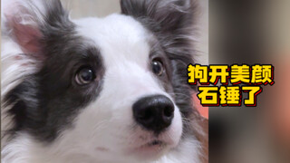 摊牌了 你们看到的小狗扑通一直是假的