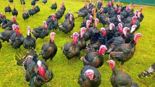 Turkeys Gobbling - วิดีโอไก่งวงตลก