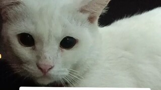 mau ngeliat kucing malah ketemu beginian