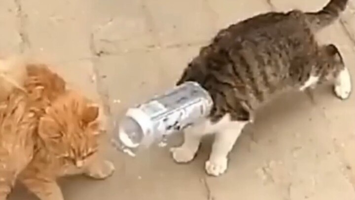 Supaya kamu nggak sampai nggak tahu cara si Mi masuk, si Mi kasih demo dulu, meong~