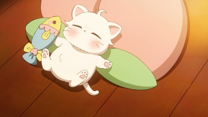 The arrogant cat of the innocent owner