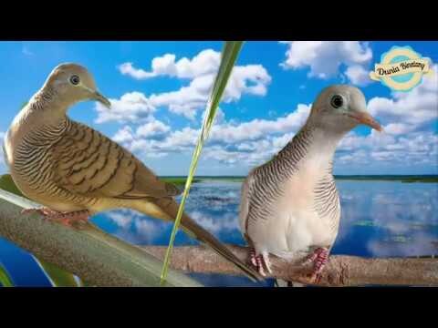 BUKTIKAN!!! Masteran Perkutut Lokal Murni Paling Ampuh