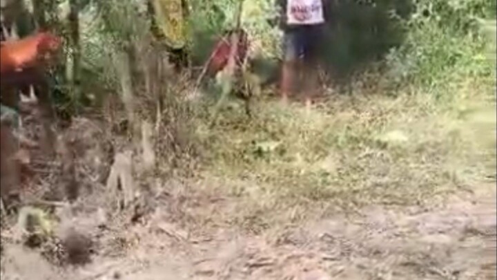 first fight win. Gold samin