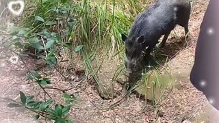 Babi hutan