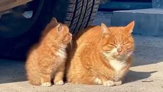 القط الصغير الذي لديه أم ليس مشردًا.