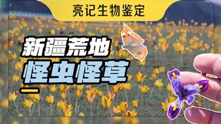 这片新疆的荒地真是群英荟萃，一个比一个怪