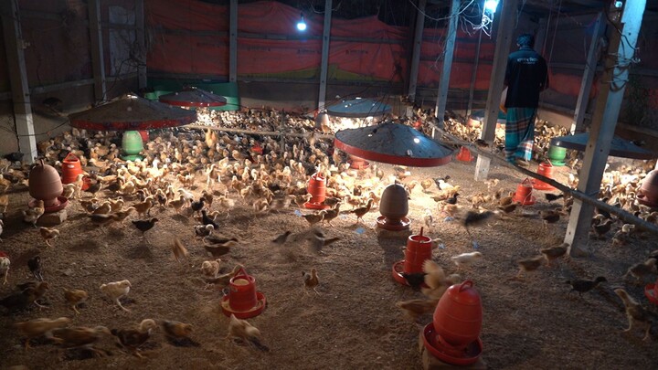 Bangladesh Poultry Farm