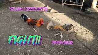 Yellow Legged Hatch VS Super Bulik Spar!      JRP Gameyard