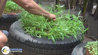 Thu Hoạch Rau Ăn Kèm Mắm Chưng Hột Vịt | Hội Ngộ Miền Tây - Tập 406