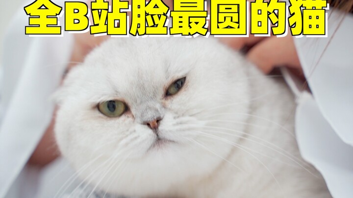 Sudah bilang jangan mewarnai babi! Kucing gemuk menggertak sambil memakan camilan saat dipotong kuku