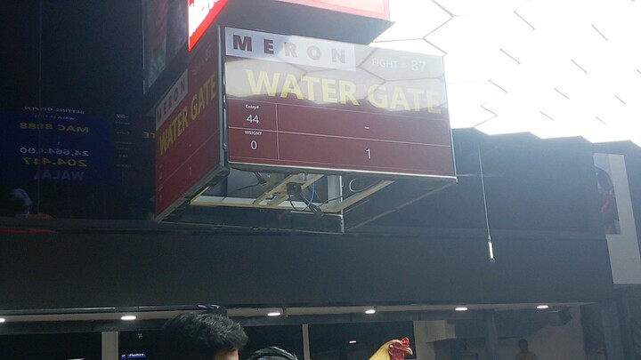 2nd Fight Champion. Authentic Edlum Grey Fro Edlum Gamefarm. Win