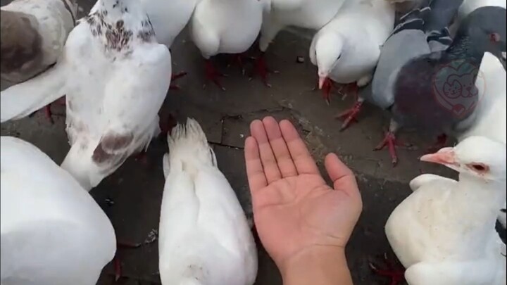 “Merpati itu sendiri telah ditipu”