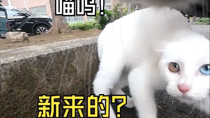 喵呜，新来的小猫咪？“还敢挠本喵，你主人在我也不怕”！！