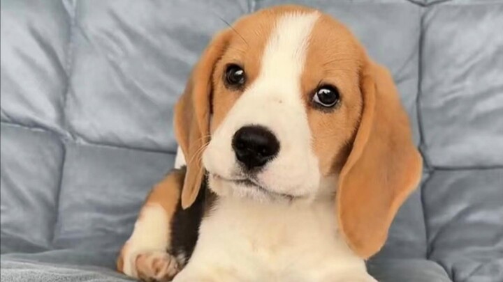 Quả nhiên chú chó hay kêu loạn cần một người chủ không nghe thấy!