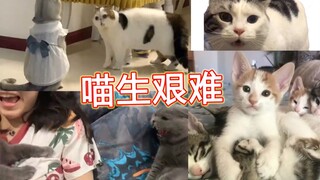 猛男必看！快进来吸猫~看一次笑一次！每天一遍，欢乐无限