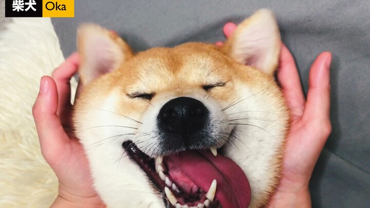 อย่าดึงฉันเลย หูของเจ้าชิบะนี่ฉันเล่นได้ทั้งปี! 【ชิบะอินุ Oka】