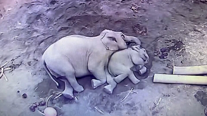 Chú voi con dưới màn đêm: Đã ngủ ngoan trong vòng tay mẹ rồi!