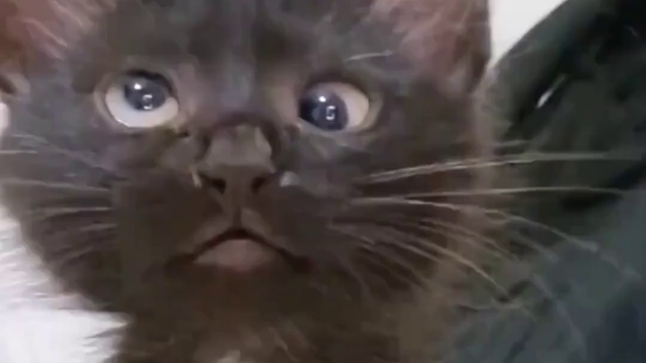 Ngoại hình và giọng nói của chú mèo này cực kỳ độc lạ, ít ai giống.