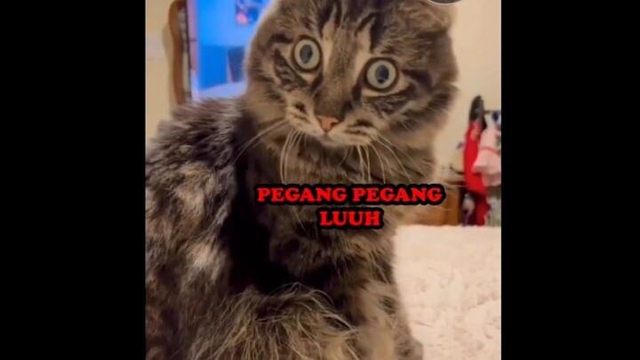 haaaa.... berani pegang-pegang luuhh yaaa...