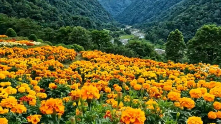 natural beauty