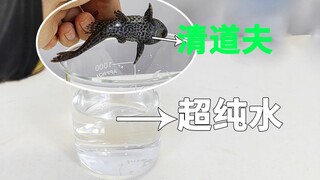 清道夫在工业蒸馏水里，会有什么变化？不争气的小夫