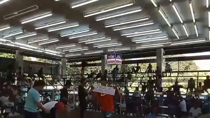 7 stag bmeg sabing idols