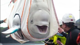 The beluga whales that have worked in Shanghai for 9 years were sent to Iceland and returned to the 