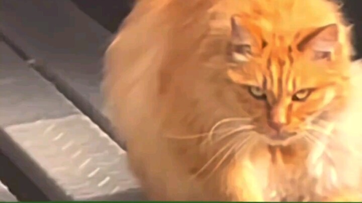 Con mèo này trên người chắc chắn đã cướp đi mạng sống của không ít chuột rồi.