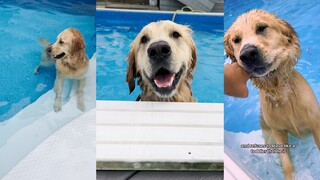 Once you let a Golden Retriever into the water, you'll never be able to call it back—wise words from