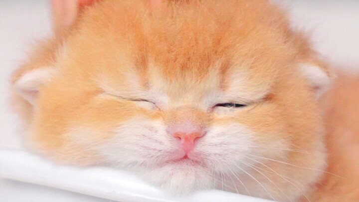 سبا لطيف للقطط الصغيرة يغمرك بالاسترخاء والهدوء ~