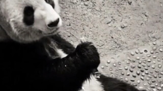 为这些留在国外的熊猫加油！！！