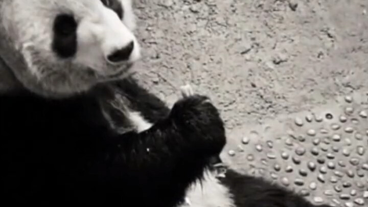 เอาใจช่วยแพนด้าที่ยังอยู่ต่างประเทศเหล่านี้!!!