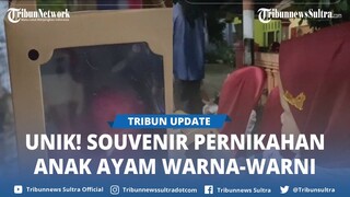 Viral Souvenir Pernikahan Anak Ayam Warna warni di Mojosari, Dibungkus Bak Boneka
