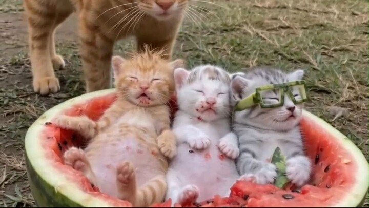 cats
