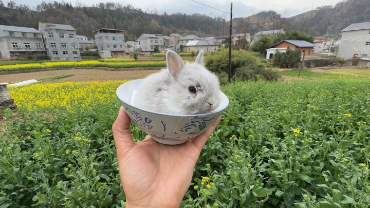 It’s great that my friend gave me a Sky-Eye Rabbit...