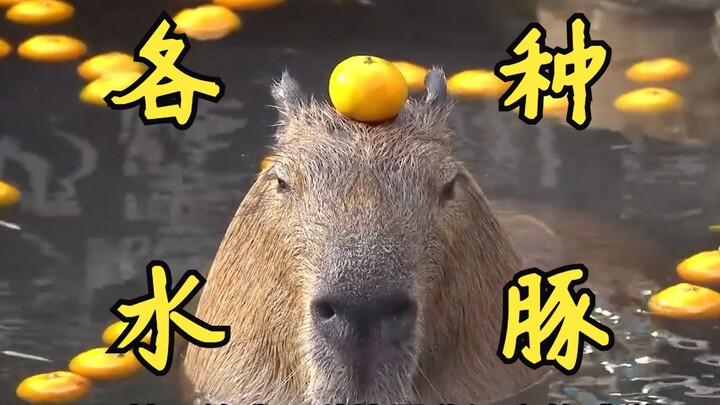 Chuột nước dễ thương lại hiền lành, capybara và những người họ hàng của nó