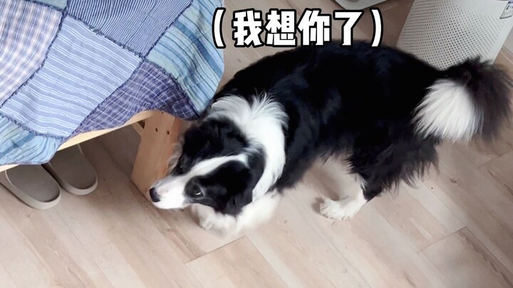 เมื่อสุนัขเลี้ยงแกะเจอตัวเจ้าแห่งการซ่อนหา...