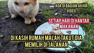 Kasihan Kucing Ini Mau Tinggal Di Rumah Tapi  Masih Takut Setiap Hari Menunggu Di Hantar Makanan..!