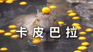 The Buddhist Socialite of the Animal Kingdom
