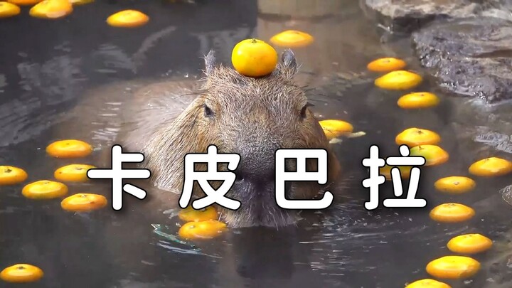 《动物界的佛系交际花》