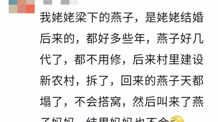 Các em là lứa chim én tệ nhất mà tôi từng nuôi. Những chú chim én con chẳng biết xây tổ, bố mẹ vừa m