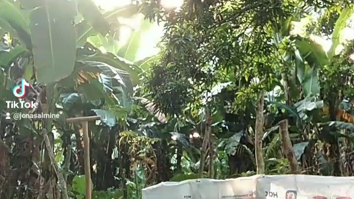 🐓