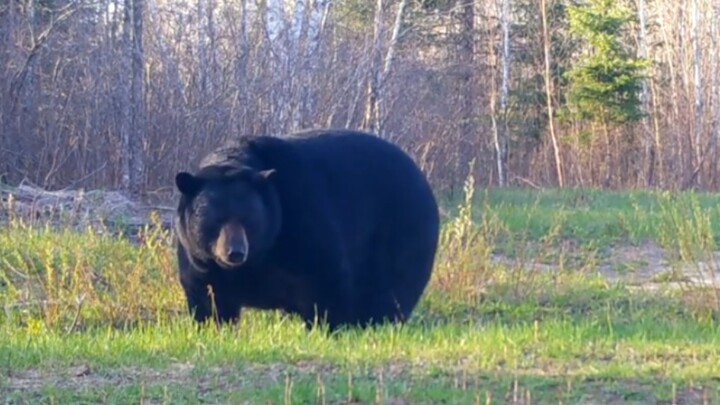 Minnesota’s fattest black bear in summer — the fatter the bear, the shyer it is~