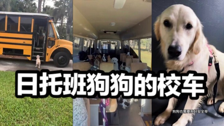 حافلة الكلاب المتجهة إلى الحضانة على وشك الانطلاق! تأكد من الجلوس بثبات والتمسك جيدًا، ولا تدوس على 