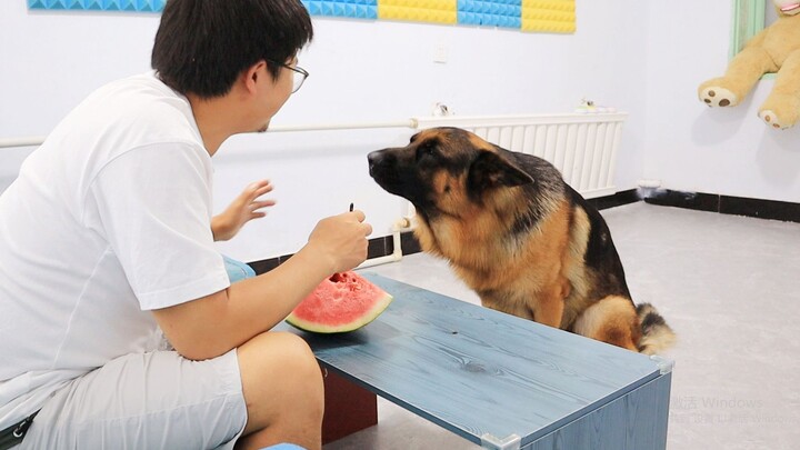 Aku Belum Pernah Melihat Border Collie Semanja ini