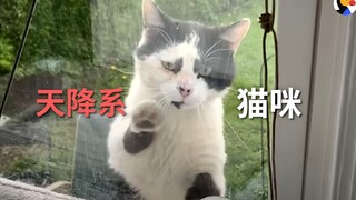 طوال ستة أشهر متتالية، ظلّت هذه القطة تأتي طواعيةً إلى أبواب الناس طلباً للتبني! من يستطيع ألاّ يحب 