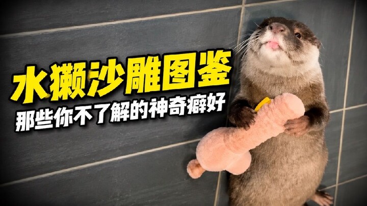 The otters’ unique social behavior is so heartwarming! Watch the moment they play with stones when t