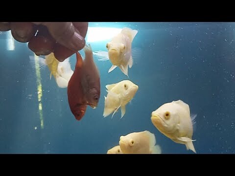 YUK LIHAT SERUNYA BERI MAKAN IKAN OSCAR, MENUNYA IKAN KOMER