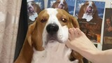 Dog Video | Petting My Beagle Dog With My Foot