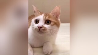 Ha ha há 😌cat meow catmoves mèo catlive catsoftiktok cats catlover